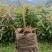 精品木荷基地供应货源充足量大从优欢迎咨询