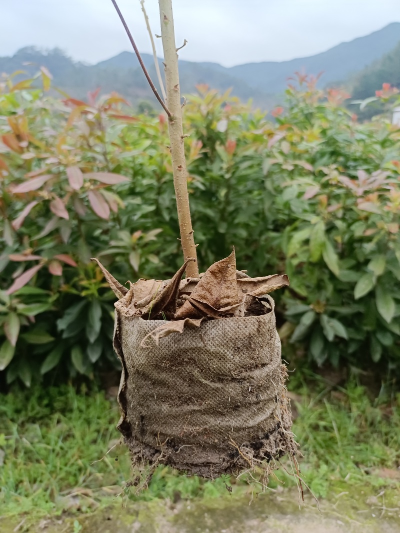精品木荷基地供应货源充足量大从优欢迎咨询