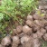 精品木荷基地供应货源充足量大从优欢迎咨询