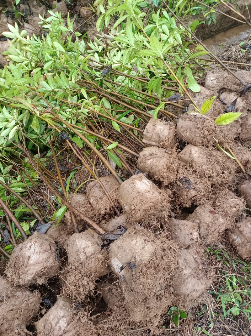 精品木荷基地供应货源充足量大从优欢迎咨询