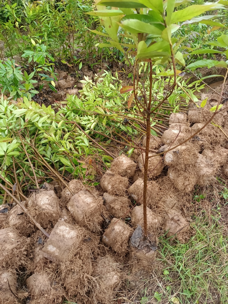 精品木荷基地供应货源充足量大从优欢迎咨询