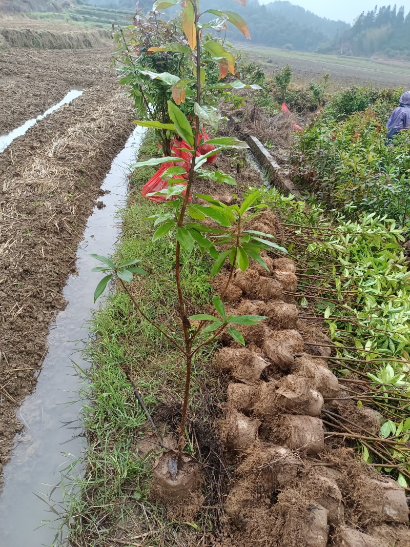 精品木荷基地供应货源充足量大从优欢迎咨询