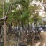 大叶紫薇基地直销规格齐全欢迎老板来电咨询合作