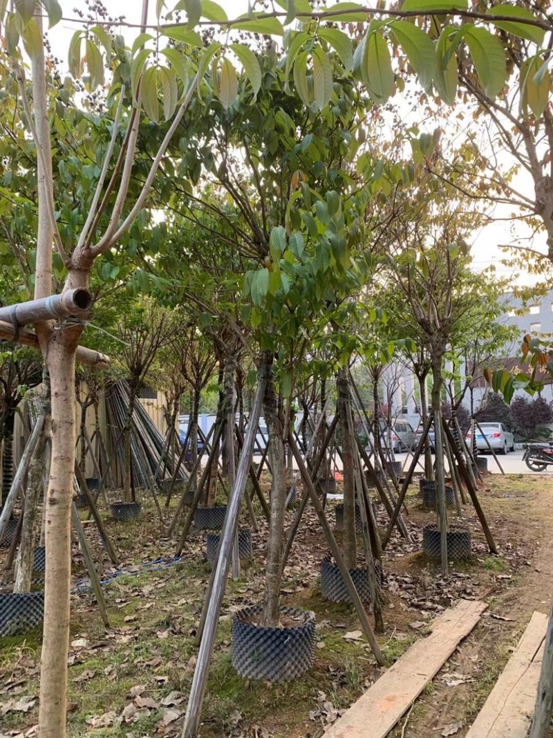 大叶紫薇基地直销规格齐全欢迎老板来电咨询合作