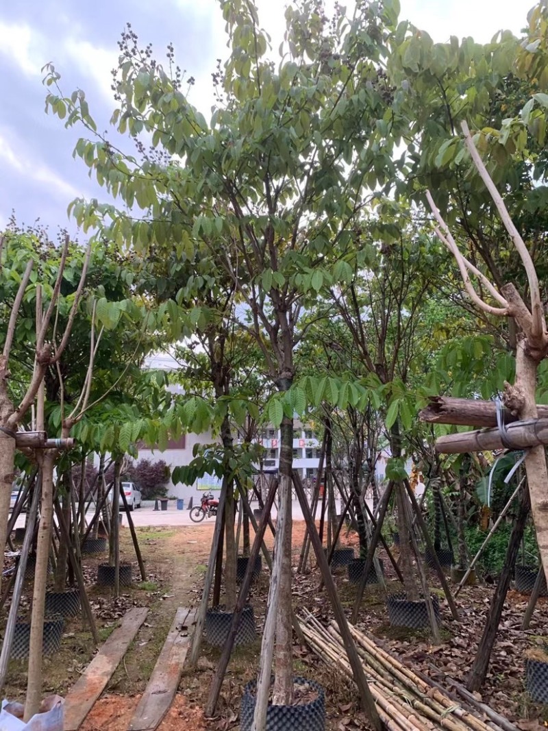 大叶紫薇基地直销规格齐全欢迎老板来电咨询合作