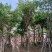 大叶紫薇基地直销规格齐全欢迎老板来电咨询合作