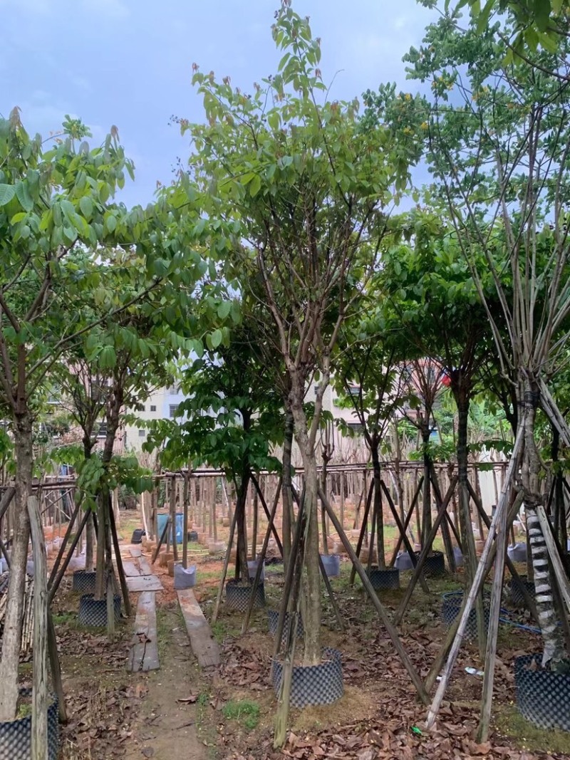 大叶紫薇基地直销规格齐全欢迎老板来电咨询合作