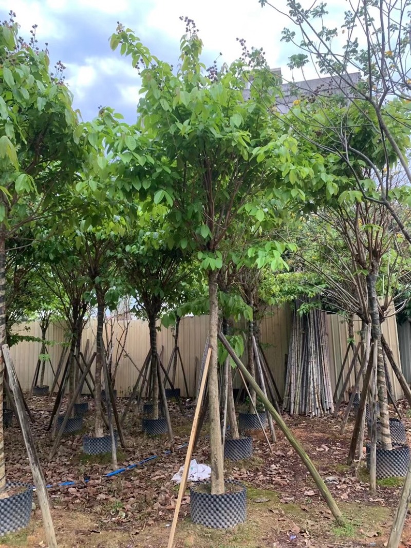 大叶紫薇基地直销规格齐全欢迎老板来电咨询合作