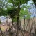 大叶紫薇基地直销规格齐全欢迎老板来电咨询合作