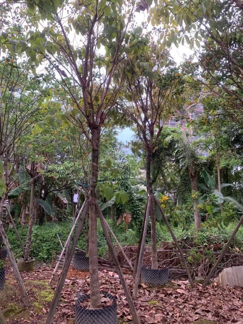 大叶紫薇基地直销规格齐全欢迎老板来电咨询合作