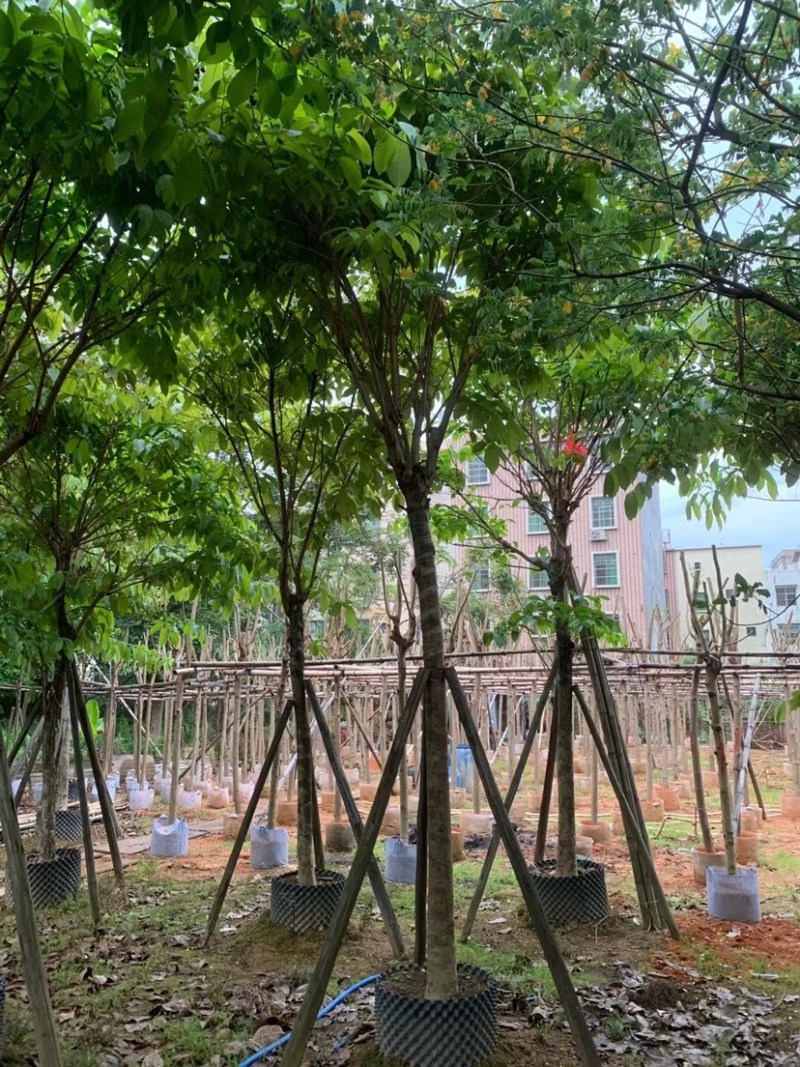 大叶紫薇基地直销规格齐全欢迎老板来电咨询合作