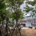 大叶紫薇基地直销规格齐全欢迎老板来电咨询合作