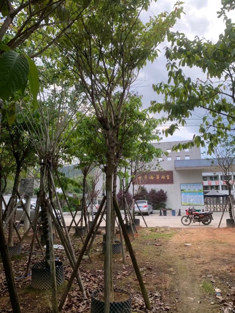 大叶紫薇基地直销规格齐全欢迎老板来电咨询合作