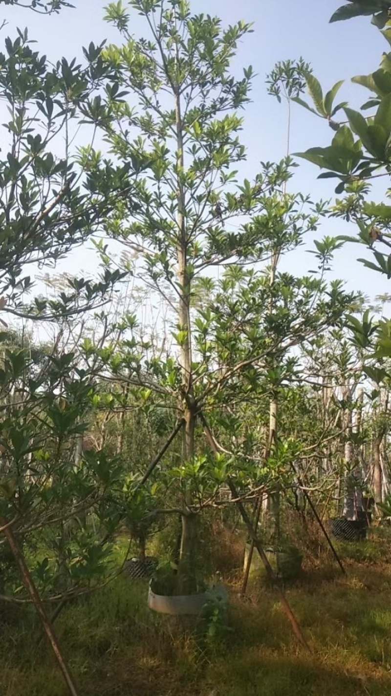 杜英树基地直销规格齐全欢迎老板来电咨询合作