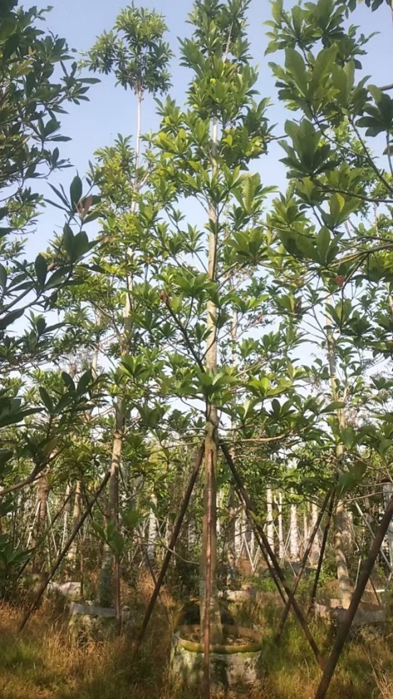 杜英树基地直销规格齐全欢迎老板来电咨询合作