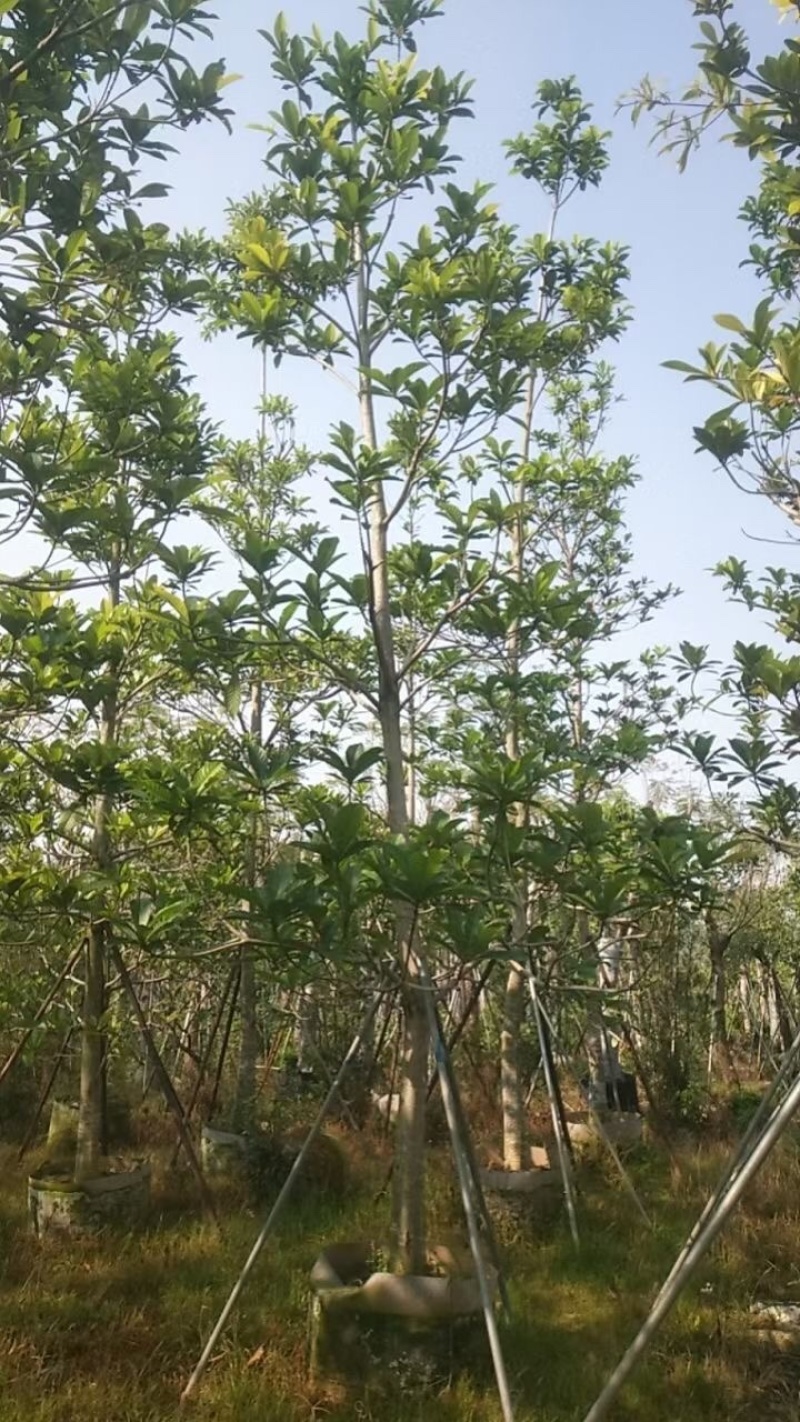 杜英树基地直销规格齐全欢迎老板来电咨询合作
