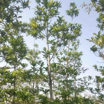 杜英树基地直销规格齐全欢迎老板来电咨询合作