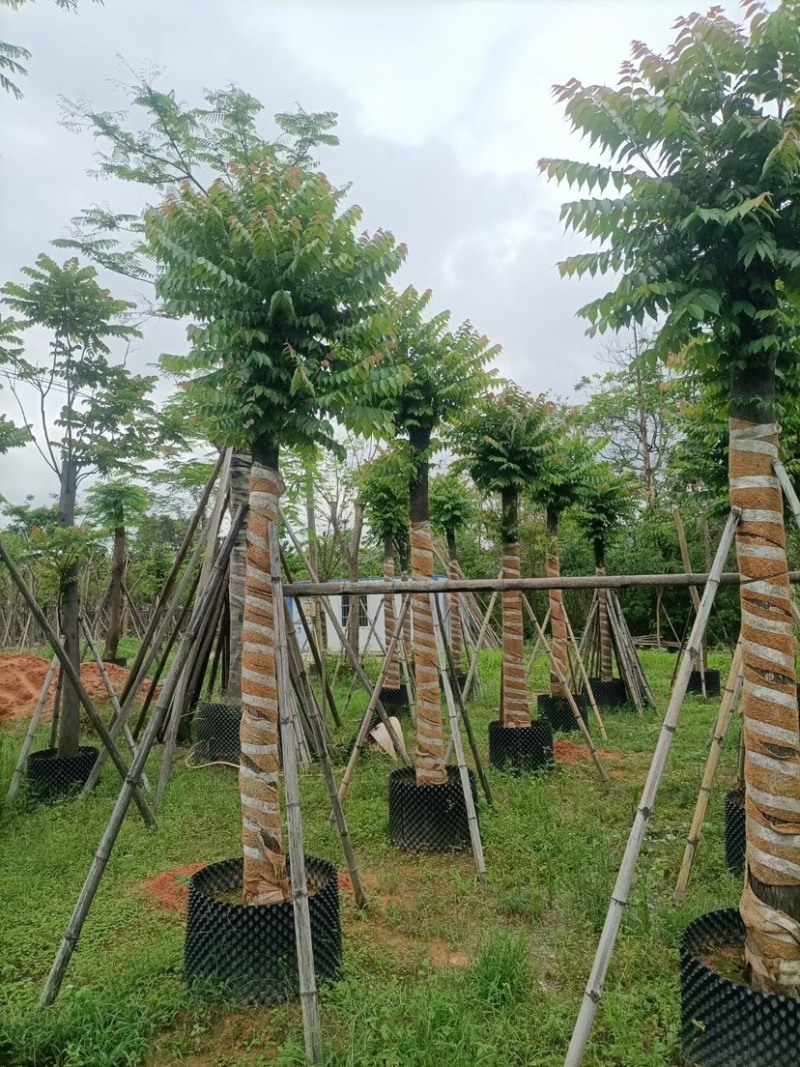 麻楝树基地直销规格齐全欢迎老板来电咨询合作