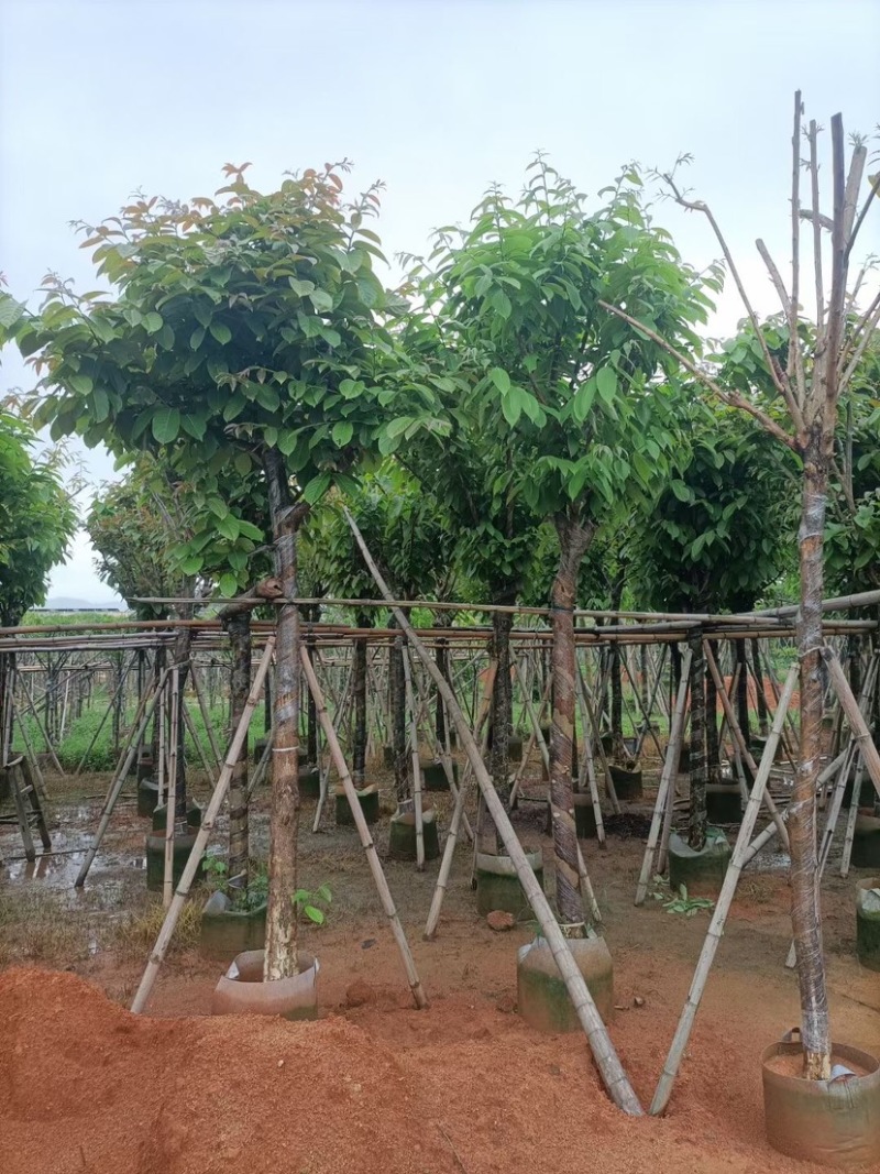 大红紫薇基地直销规格齐全欢迎老板来电咨询合作