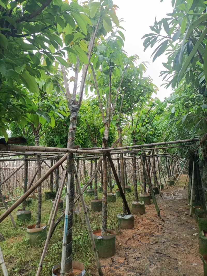 大红紫薇基地直销规格齐全欢迎老板来电咨询合作