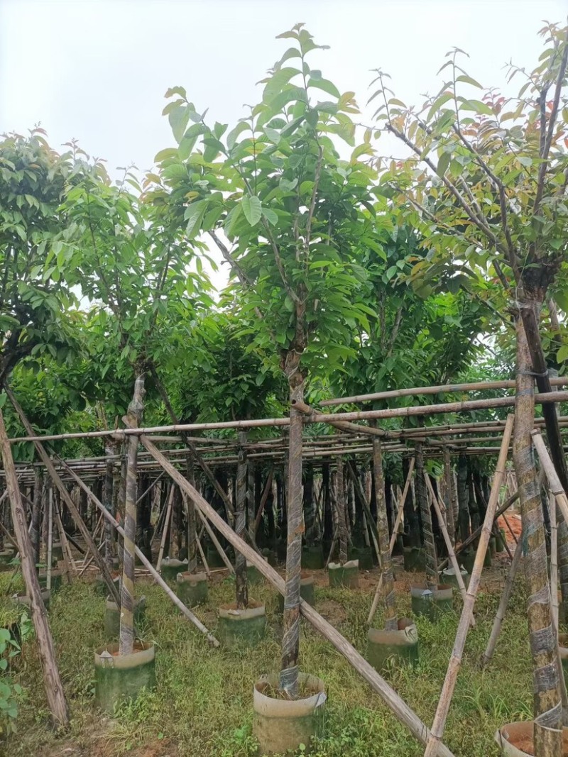 大红紫薇基地直销规格齐全欢迎老板来电咨询合作
