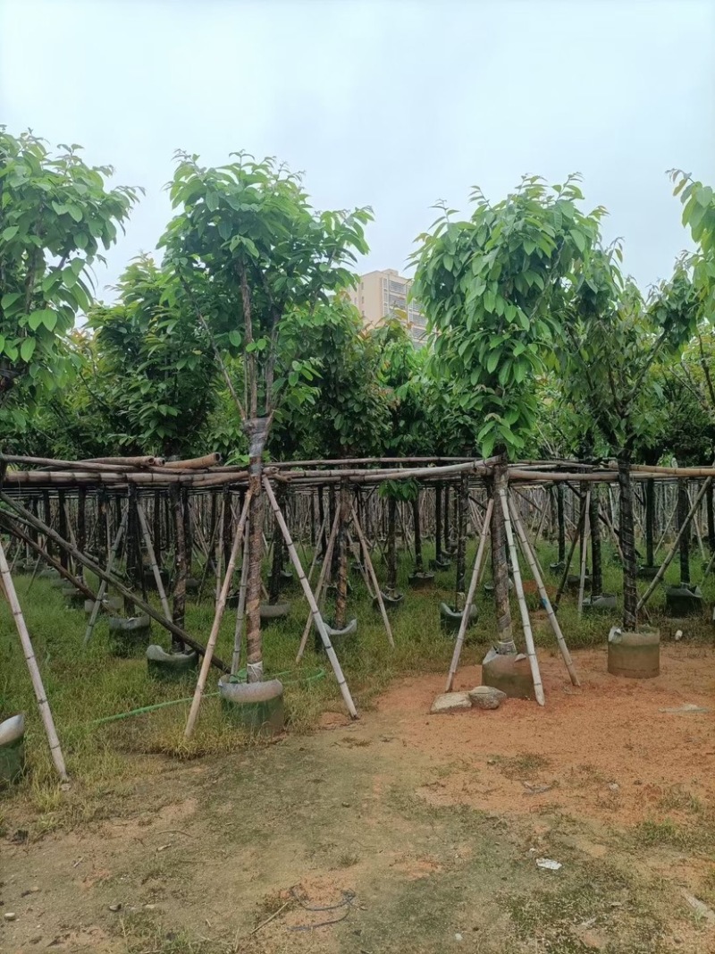 大红紫薇基地直销规格齐全欢迎老板来电咨询合作