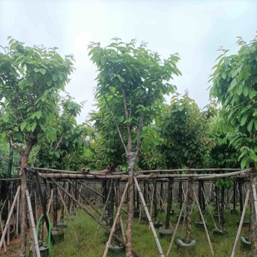 大红紫薇基地直销规格齐全欢迎老板来电咨询合作