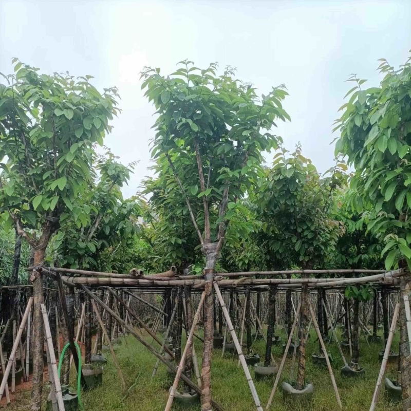 大红紫薇基地直销规格齐全欢迎老板来电咨询合作