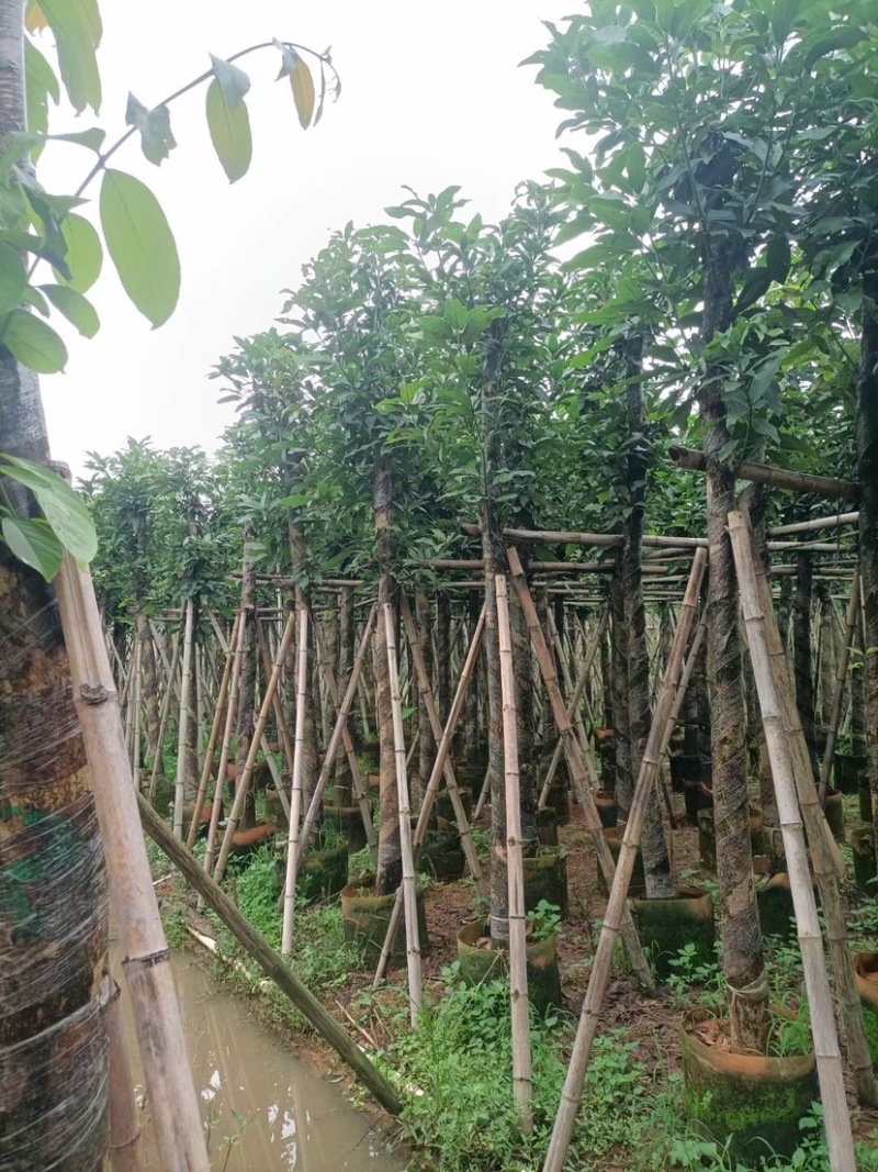 海南红豆树基地直销规格齐全欢迎老板来电咨询合作