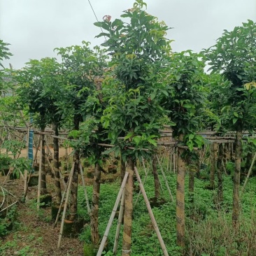 海南红豆树基地直销规格齐全欢迎老板来电咨询合作