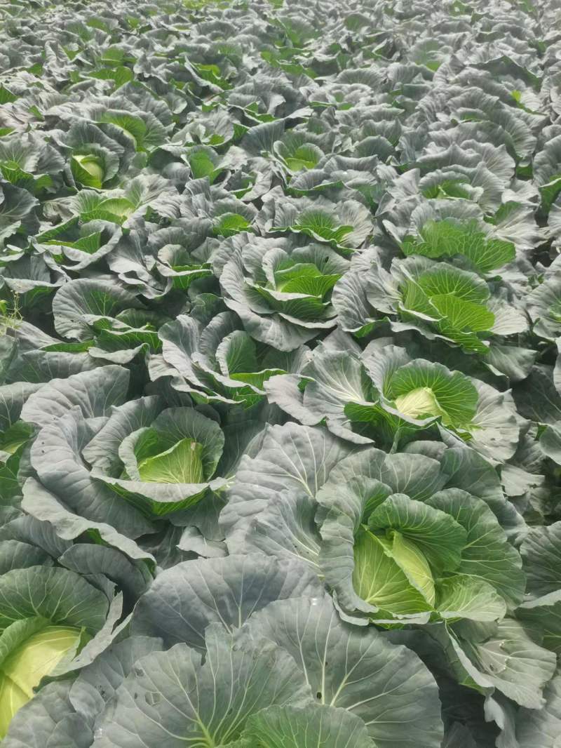 成都扁包菜量大质优，价格优，欢迎全国客商选购