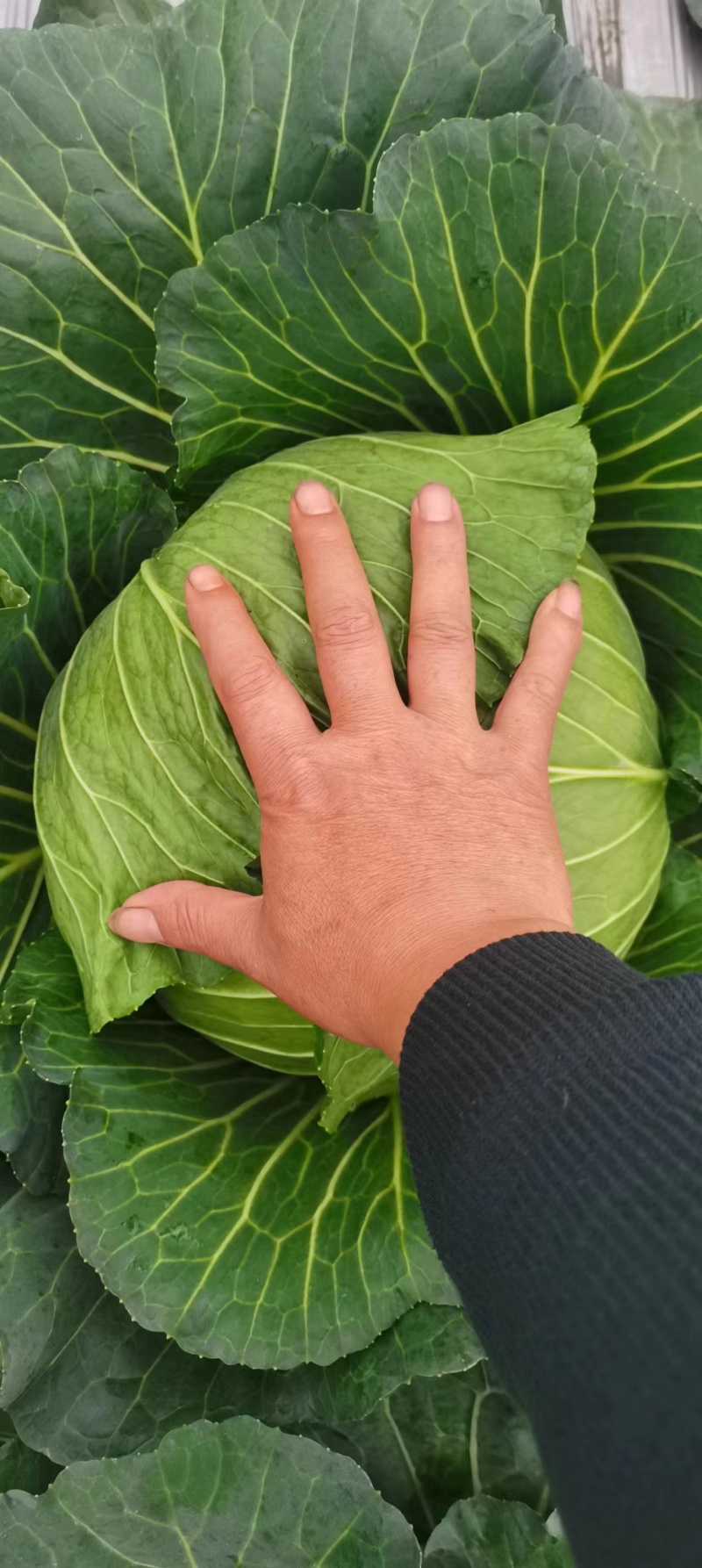 成都扁包菜量大质优，价格优，欢迎全国客商选购