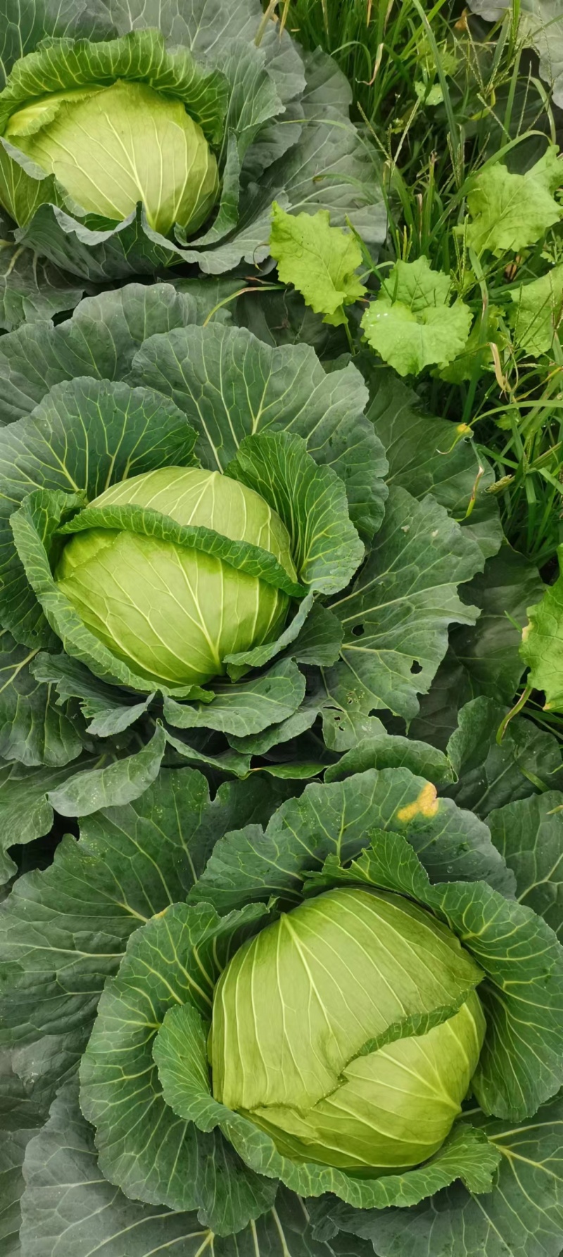 成都扁包菜量大质优，价格优，欢迎全国客商选购
