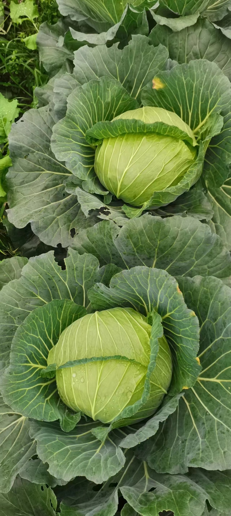 成都扁包菜量大质优，价格优，欢迎全国客商选购