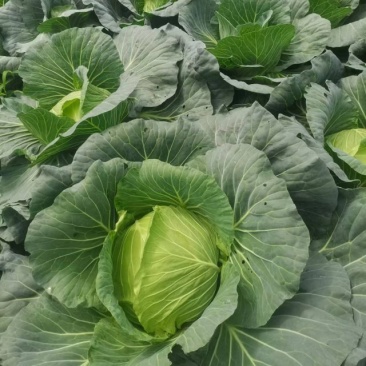 成都扁包菜量大质优，价格优，欢迎全国客商选购