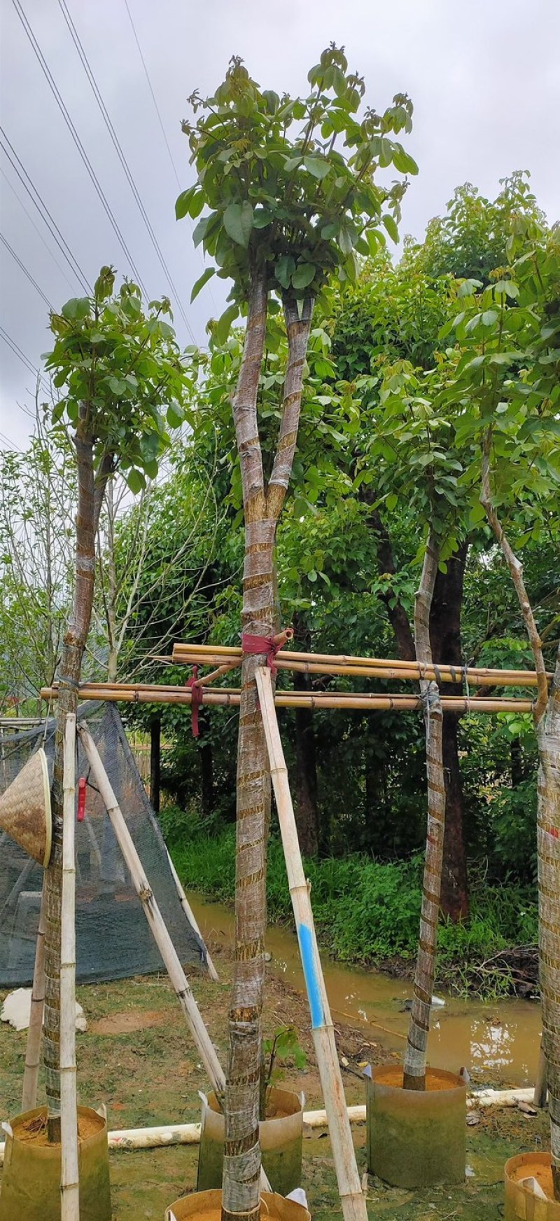 黄花风铃木基地直销规格齐全欢迎老板来电咨询合作