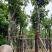 黄花风铃木基地直销规格齐全欢迎老板来电咨询合作