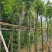 黄花风铃木基地直销规格齐全欢迎老板来电咨询合作