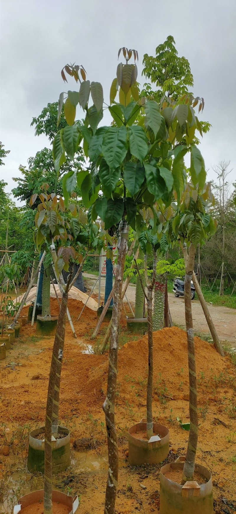 紫花风铃木基地直销规格齐全欢迎老板来电咨询合作