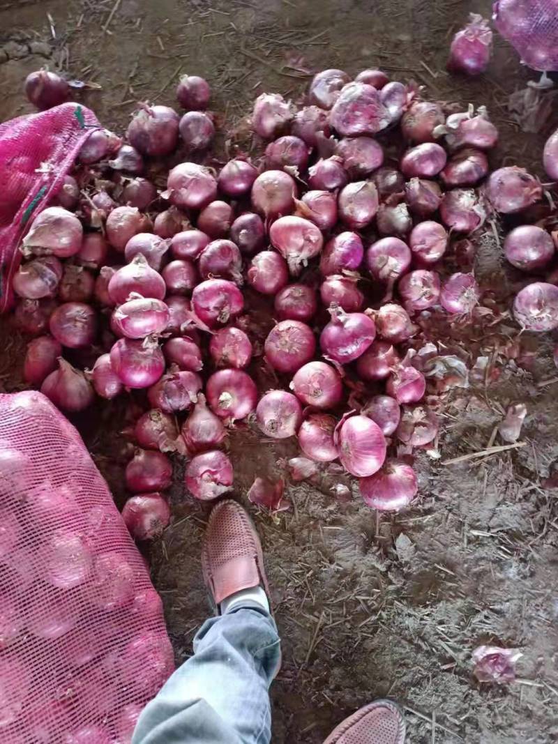 大量供应紫皮洋葱，可以走巿场，入冷库，货源充足