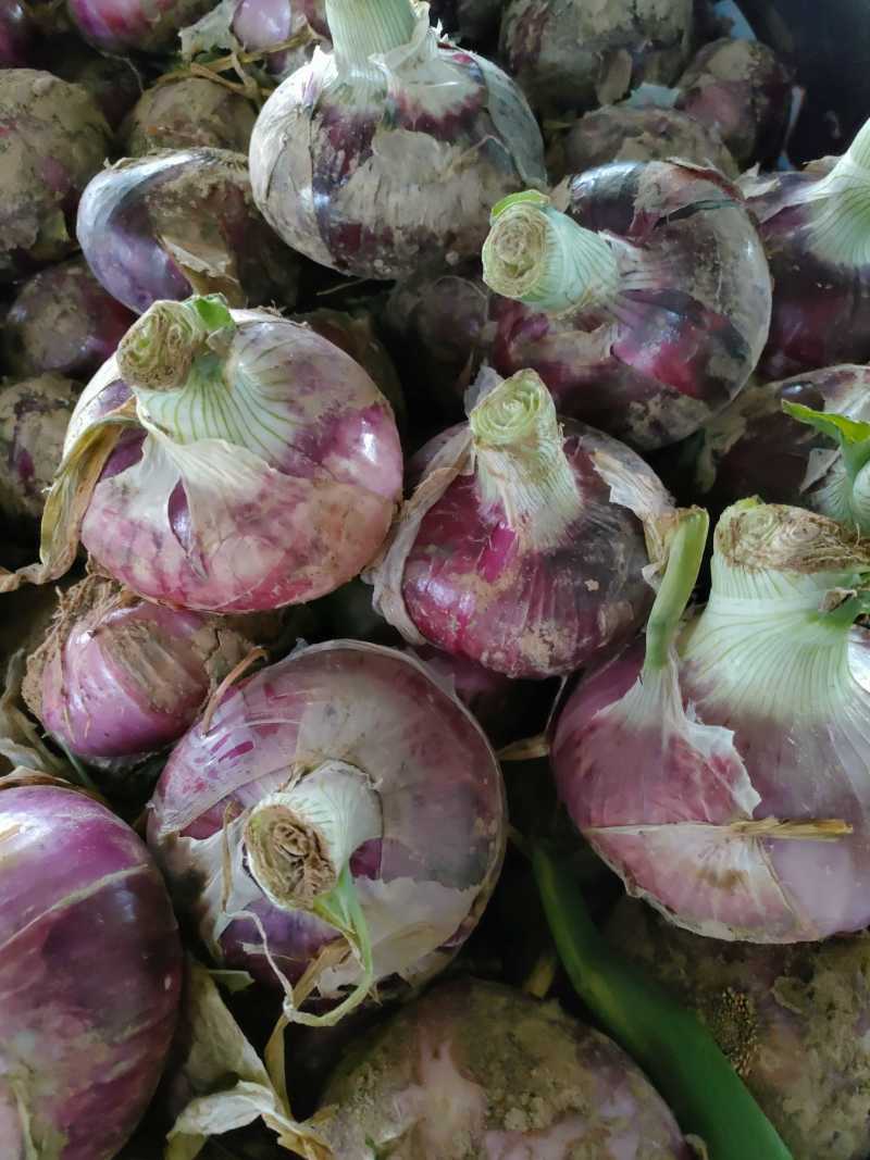 大量供应紫皮洋葱，可以走巿场，入冷库，货源充足