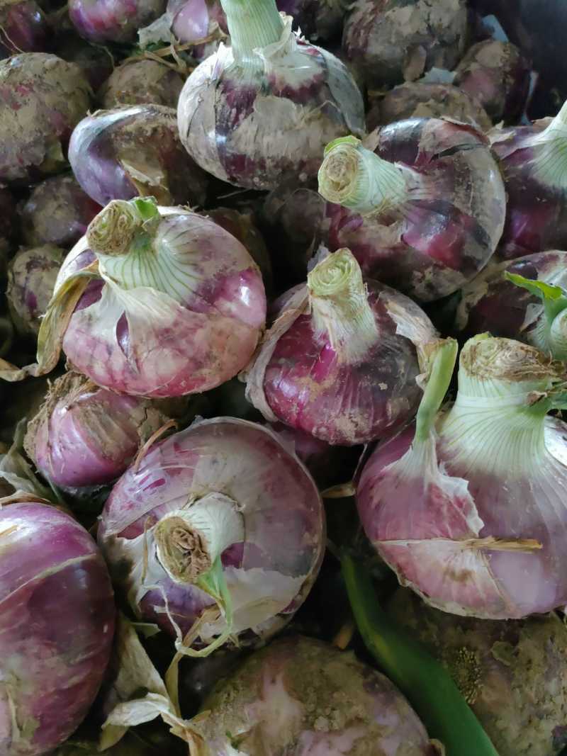 大量供应紫皮洋葱，可以走巿场，入冷库，货源充足