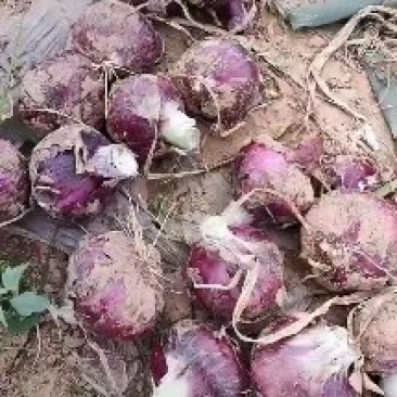 大量供应紫皮洋葱，可以走巿场，入冷库，货源充足