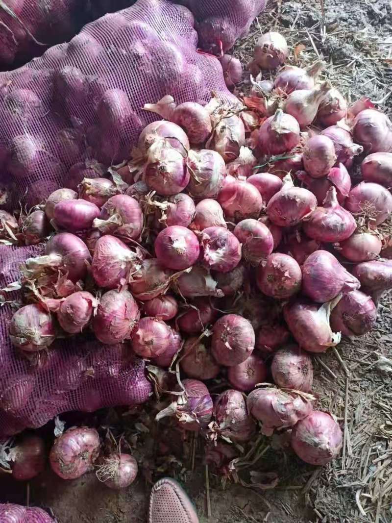 大量供应紫皮洋葱，可以走巿场，入冷库，货源充足