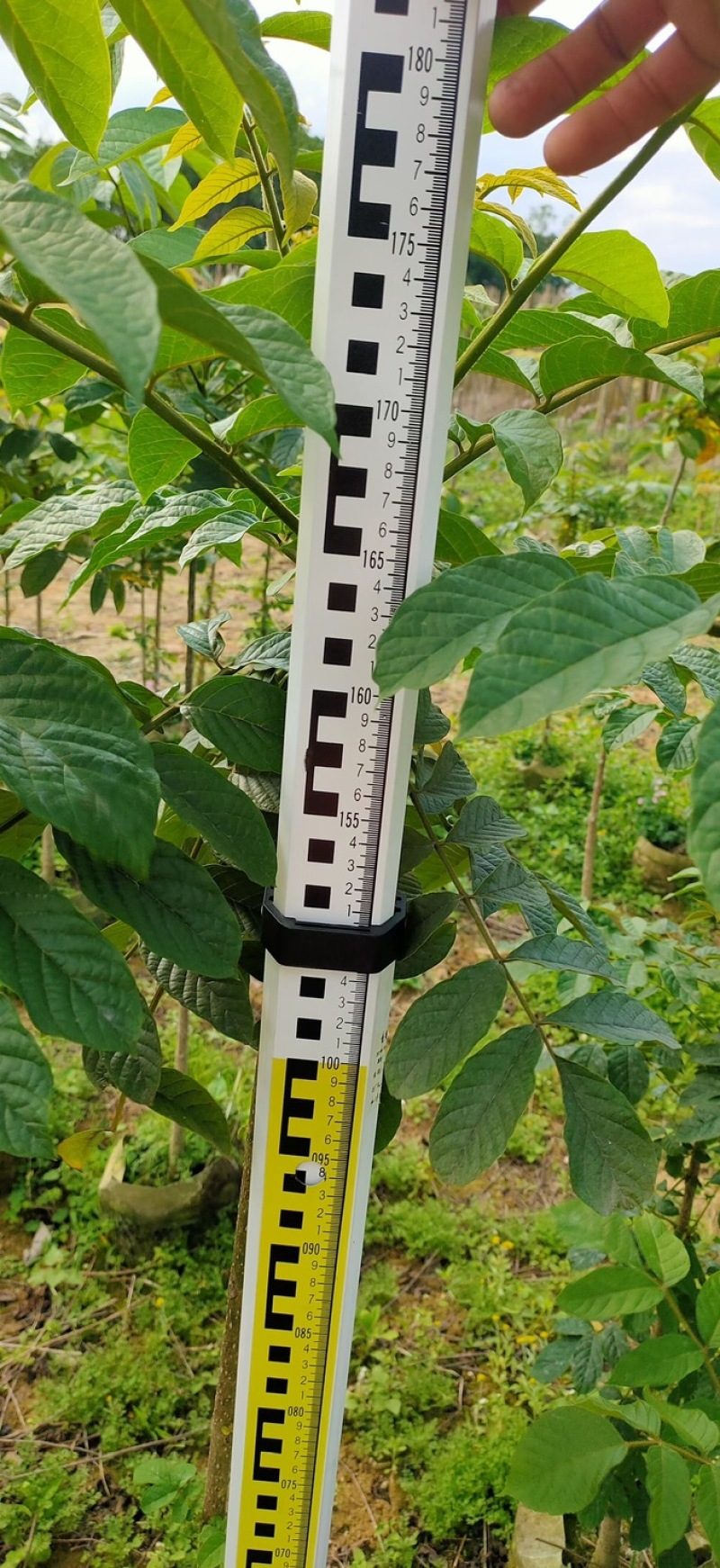 火焰木原生苗基地直销规格齐全欢迎老板来电咨询合作