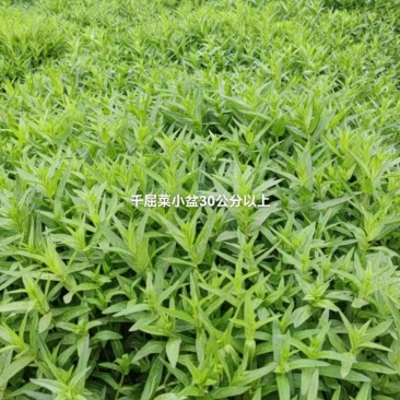 荷香千屈菜大量批发绿化工程用苗