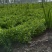 荷香千屈菜大量批发绿化工程用苗