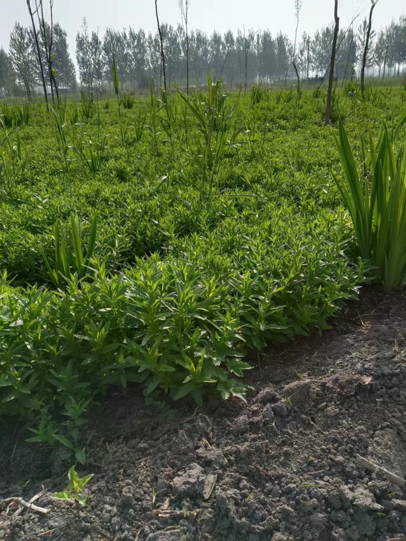 荷香千屈菜大量批发绿化工程用苗