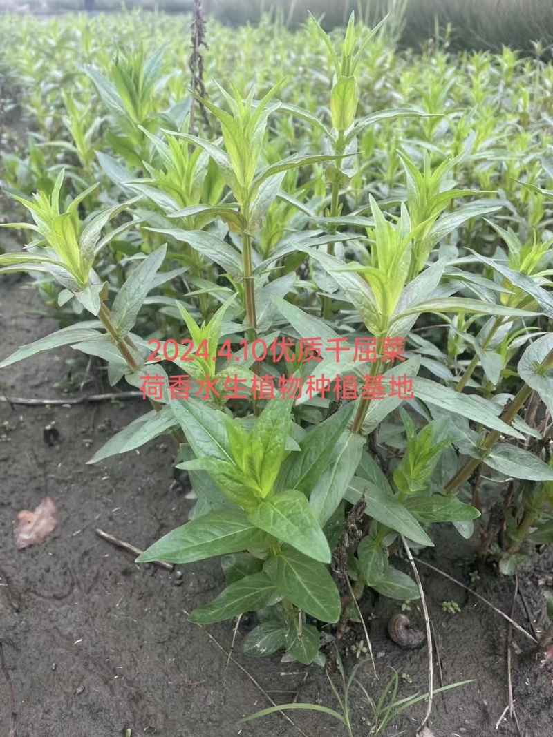 荷香千屈菜大量批发绿化工程用苗