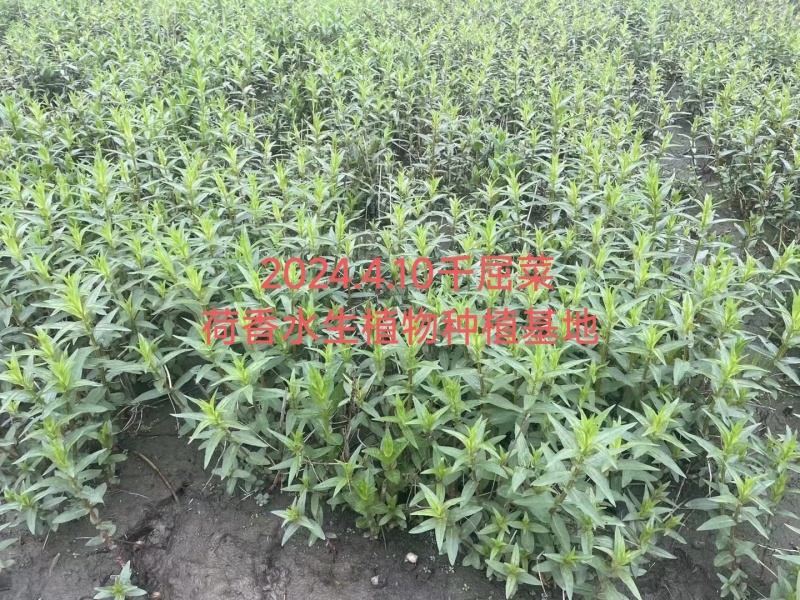 荷香千屈菜大量批发绿化工程用苗